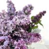 In Love With Lilac - Image 2