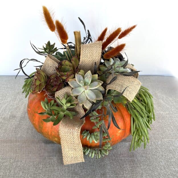 Fall Succulent Pumpkin Class - October 20